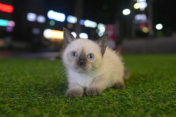 샴 여아 60.jpg