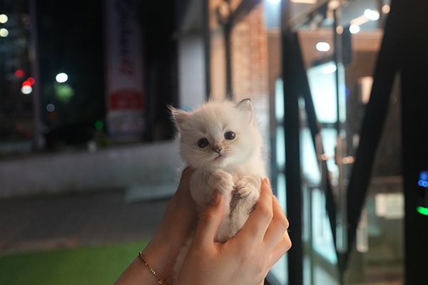랙돌 남아 60.jpg