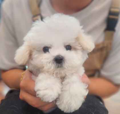 네이버리뷰_상세페이지_1