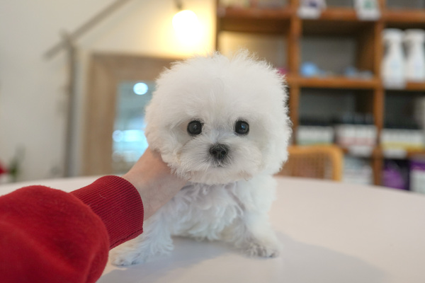 미니비숑-남-에스더-15.jpg