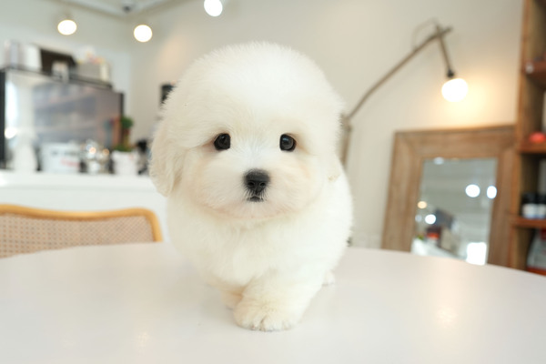 꼬똥드툴레아-남-215-월드.jpg