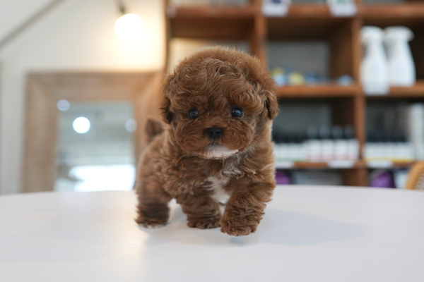 푸들_남_하나_16.jpg
