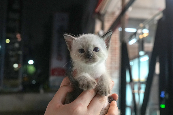 6샴 남아 65.jpg