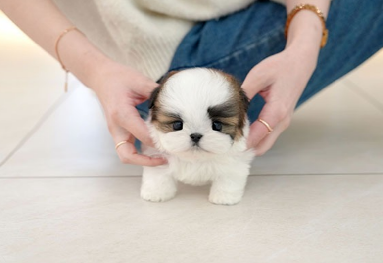 KakaoTalk_20261013_175523376.png