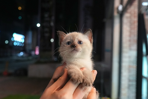 5샴 여아 70.jpg